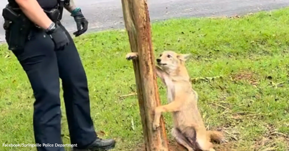 Heartwarming Wild Animal Rescue in Springville Exhibits Compassion for Coyotes Heartwarming Wild Animal Rescue in Springville Exhibits Compassion for Coyotes