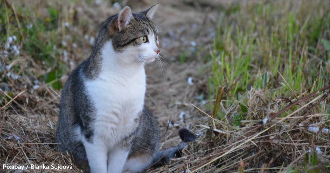 Wild' Apartment Complex Stray Finally Finds Home in One of the Units