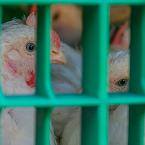 Stop the EU from Funding Mega Slaughterhouses Destroying Croatia