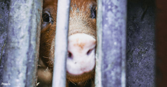 Pig Farm Horror Revealed — Starving Animals Turn Cannibal