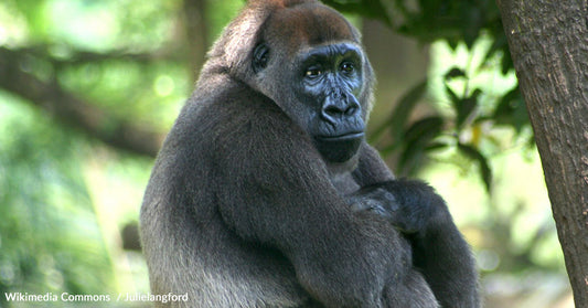 A Race Against Time to Save the Most Endangered Gorillas In The World