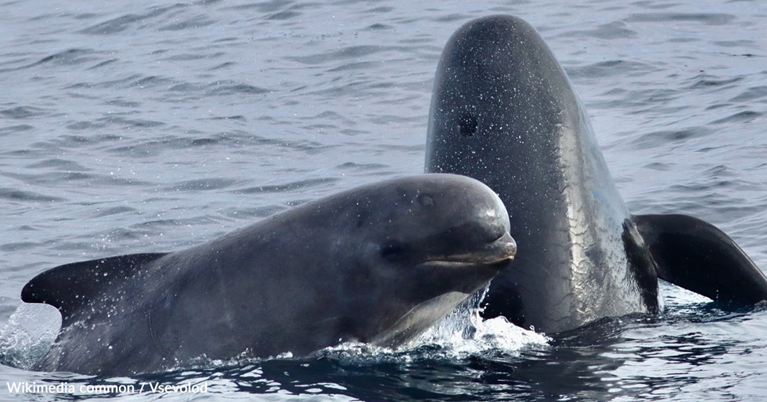 Cruise Ship Passengers Baffled As Whales Slaughtered Before Them In Faroe Islands