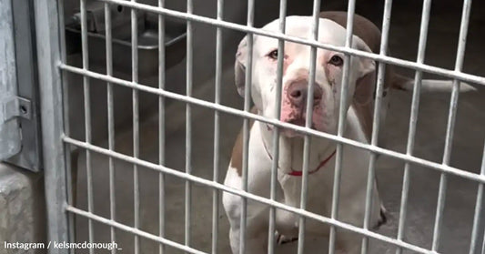 A white and brown dog looks through a metal kennel gate.