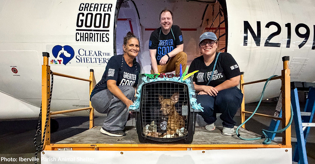 Open Skies and Second Chances - 60 Shelter Pets Land in Wisconsin to Find Forever Homes