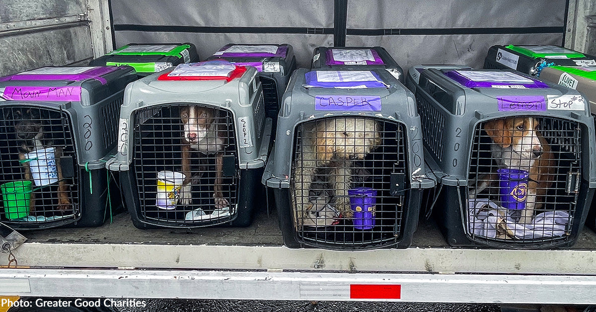 Over 130 Shelter Cats and Canine Flown to Freedom, Because of Your Help Over 130 Shelter Cats and Canine Flown to Freedom, Because of Your Help