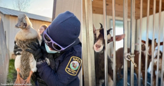On the left, an SPCA officer in Erie County, New York holds a large duck outdoors; on the right, goats peer through metal pen bars inside a wooden shelter.