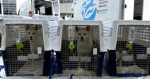 Three white dogs sit in travel crates labeled with names, staged outdoors near a Humane World for Animals Animal Rescue vehicle.
