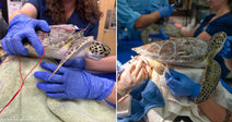 On the left, gloved hands hold a sea turtle with red wires attached; on the right, a woman in glasses draws blood from a sea turtle's neck.