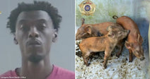 On the left, a man in a red shirt looks upward against a gray background; on the right, three brown piglets stand together on a soiled surface.