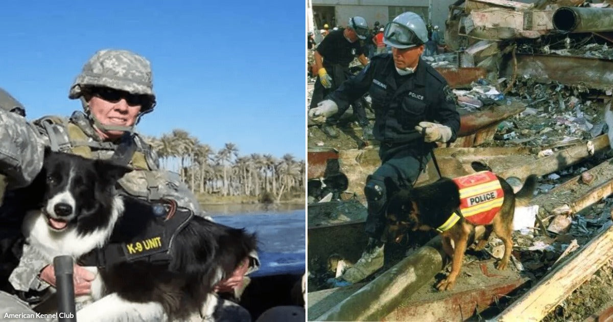 These Heroic Dogs Worked Through Blood, Debris and Exhaustion to Find Victims at Ground Zero