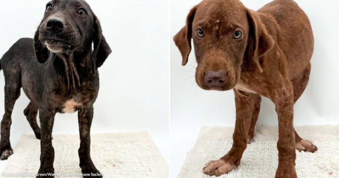 On the left, a thin black puppy stands on a white rug looking up; on the right, a thin brown puppy stands on a white rug looking forward.