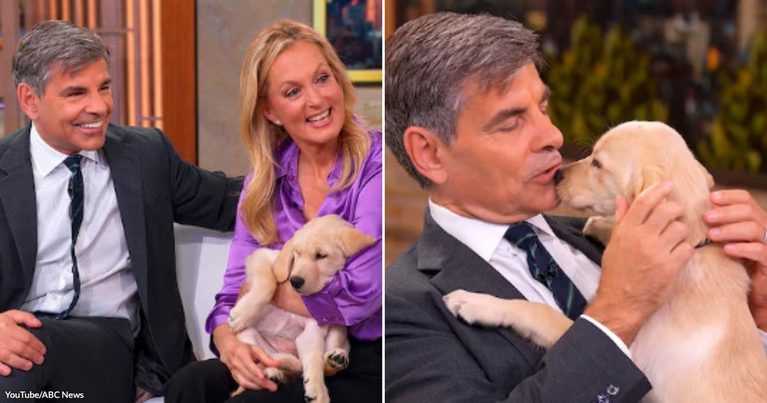 On the left, a man and a woman sit together holding a yellow Labrador puppy on a TV set; on the right, the man cuddles the puppy.