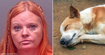 On the left, a red-haired woman in an orange top poses against a gray background; on the right, a tan dog sleeps on dirt ground.