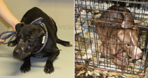 On the left, a dark brindle pit bull sits on a table with a rope leash held by a person; on the right, a brown pit bull lies crammed inside.