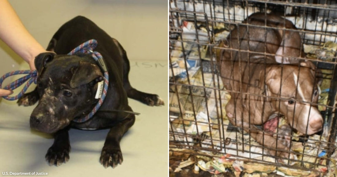 On the left, a dark brindle pit bull sits on a table with a rope leash held by a person; on the right, a brown pit bull lies crammed inside.