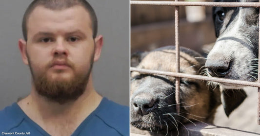 Mugshot of a man against a plain background with a neutral expression. Two dogs pressed against a metal cage, looking out through the bars in a confined space.