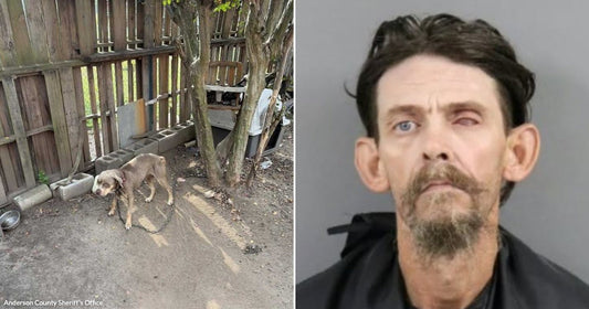On the left, a chained dog stands on bare dirt near a wooden fence; on the right, a dark-haired bearded man faces the camera against a gray background.