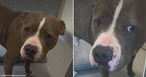 On the left, a brown and white pit bull stands on a gray floor indoors; on the right, the same dog is photographed in close-up outdoors.