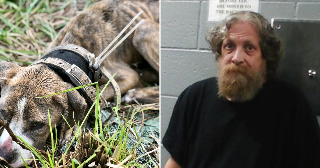 On the left, a brindle dog lies on grass; on the right, a bearded man with curly hair sits in a jail cell.