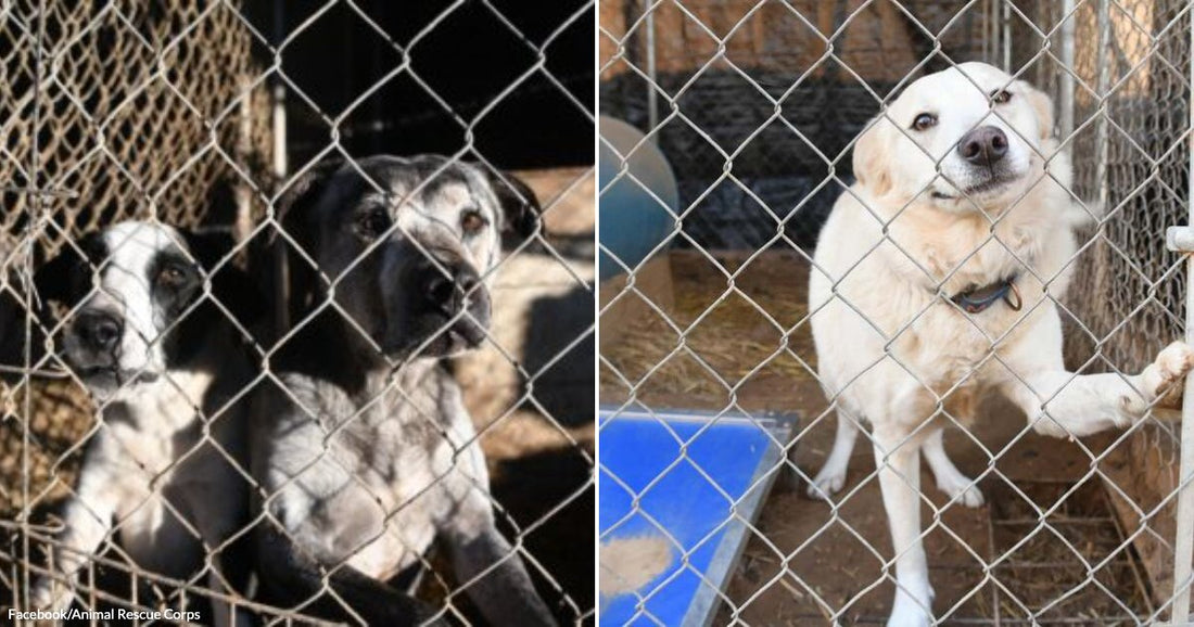On the left, two black-and-white puppies peer through a chain-link fence; on the right, a cream-colored dog stands upright against a kennel gate.