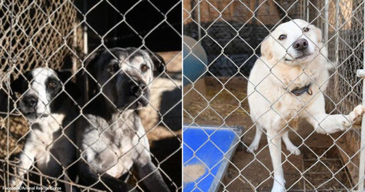 On the left, two black-and-white puppies peer through a chain-link fence; on the right, a cream-colored dog stands upright against a kennel gate.