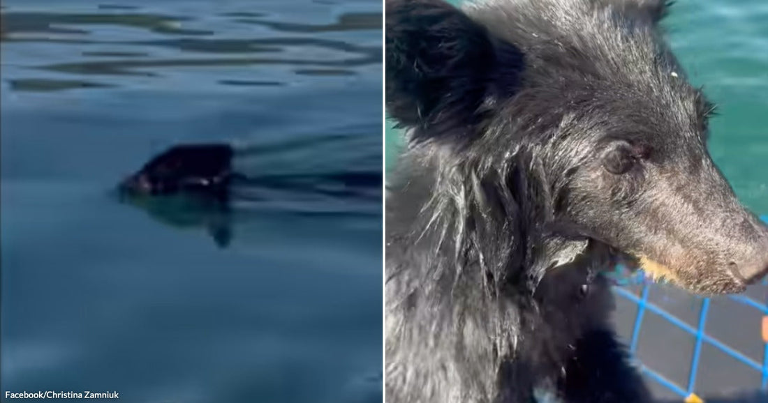 On the left, a black bear swims in open water; on the right, a wet black bear cub climbs onto a boat deck near a person's feet.