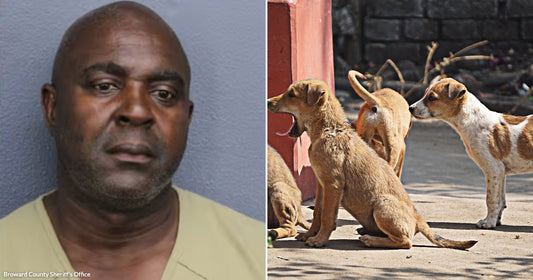 On the left, a middle-aged man in a yellow shirt poses against a gray wall; on the right, four young stray dogs interact on a dusty outdoor surface.