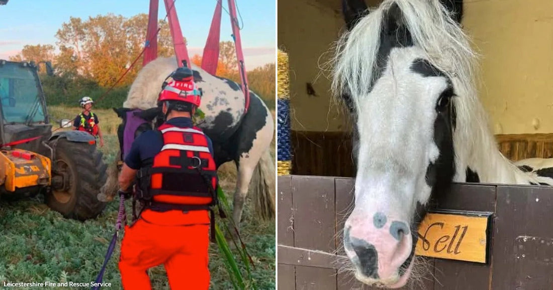 On the left, rescue workers use a JCB telehandler to lift a black-and-white horse in a field; on the right, the same patterned horse peers over a stable door labeled.