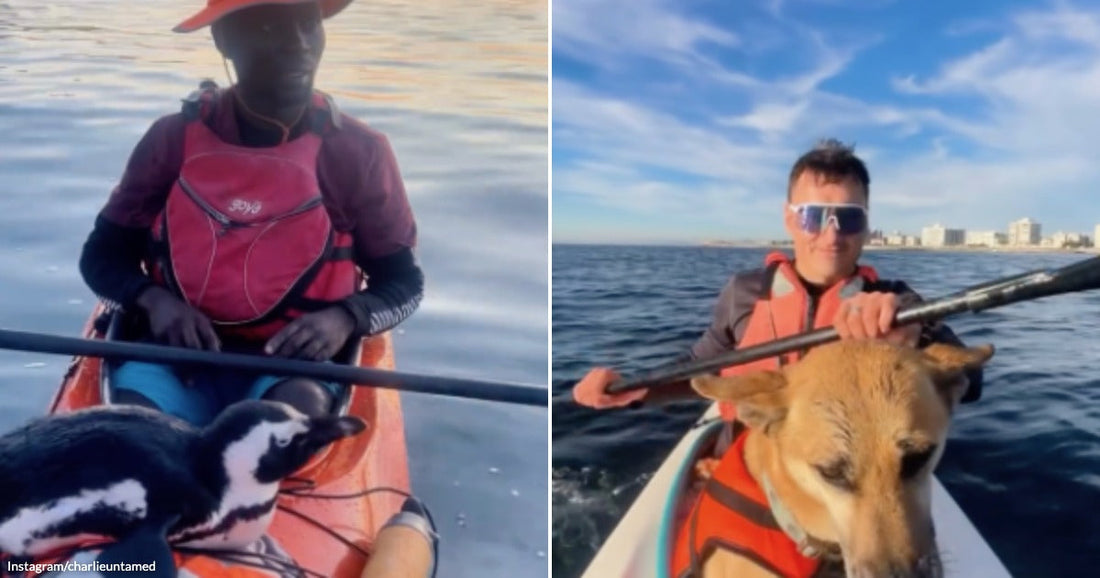 On the left, a person kayaks at sunset with a penguin nearby; on the right, a person kayaks on open water with a dog.