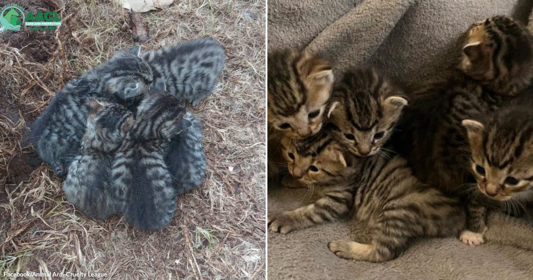 Fingerprins Ridges Five Four-Week-Old Kittens Found Huddling Beneath Scrap Metal While ...