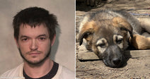 On the left, a young man with dark hair and a short beard faces the camera; on the right, a puppy rests on a wooden plank outdoors.