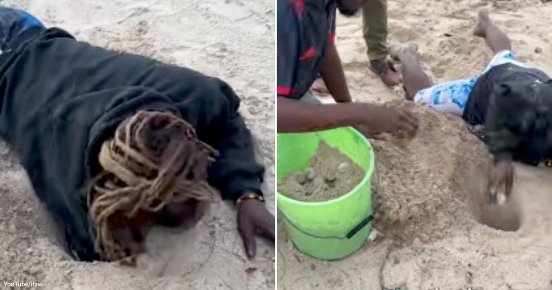 Rescuers Lift Sea Turtle Eggs One by One Before Rising Water Can Destroy an Entire Nest