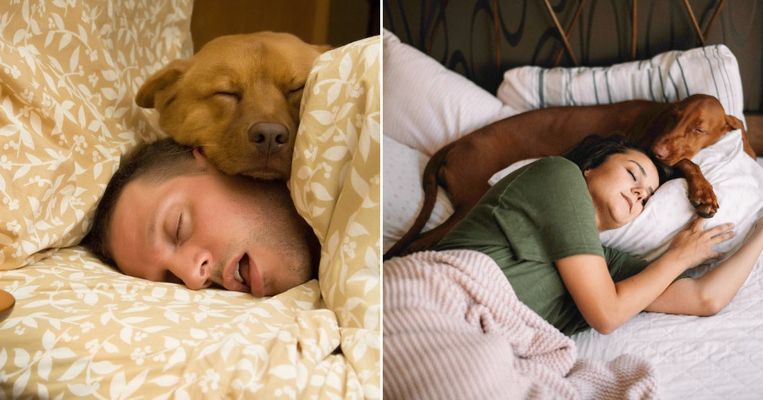 On the left, a man and a puppy sleep together in bed beside an alarm clock; on the right, a woman and a dog sleep in a bed.