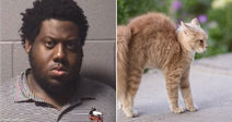 Split image: mugshot of a man on the left, and a fluffy orange cat arching its back outdoors on the right.