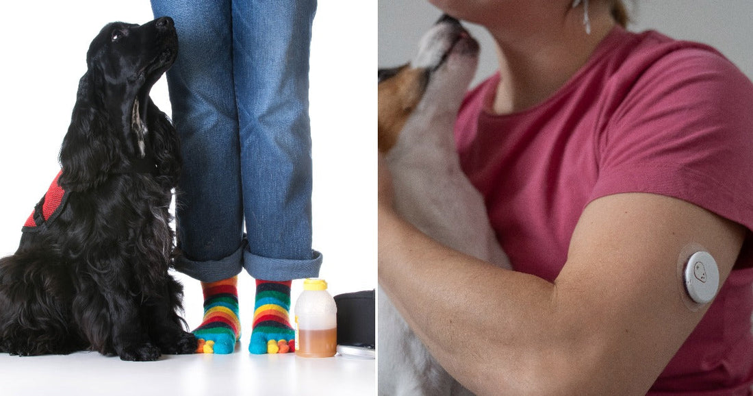 On the left, a black Cocker Spaniel in a red vest sits beside a person's colorful striped socks and a medicine bottle; on the right, a woman in a pink.