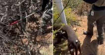 On the left, a compound bow lies tangled in dark desert brush; on the right, a uniformed officer uses a catch pole to guide a dark-colored goat on rocky terrain.