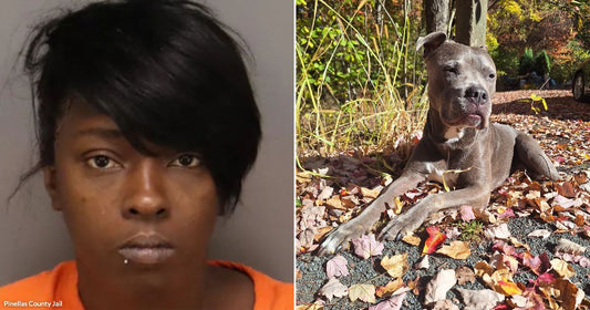 On the left, a woman in an orange top poses for a close-up photo; on the right, a gray pit bull dog relaxes on a gravel path covered in colorful.