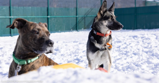 A brindle dog and a German Shepherd sit attentively in a snowy enclosed dog park on a bright winter day.