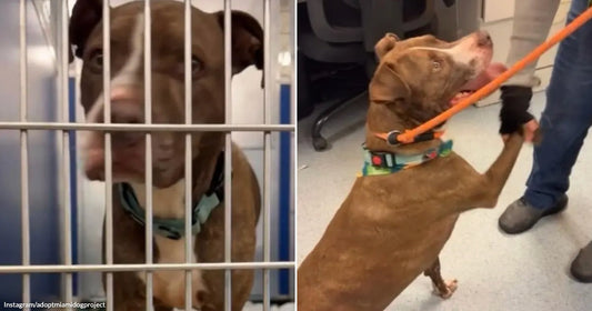 On the left, a brown pit bull peers through kennel bars wearing a teal collar; on the right, the same dog stands on hind legs on a leash held by.