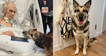 On the left, an elderly man in a hospital bed gently pets a German Shepherd; on the right, the same German Shepherd sits happily indoors beside a New Yorker tote.