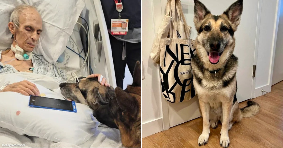 On the left, an elderly man in a hospital bed gently pets a German Shepherd; on the right, the same German Shepherd sits happily indoors beside a New Yorker tote.