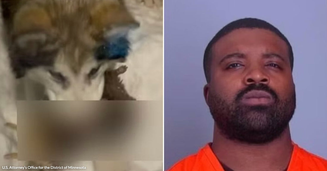 On the left, a husky dog rests with a blue object near its face; on the right, a bearded man in an orange jumpsuit poses against a gray background.