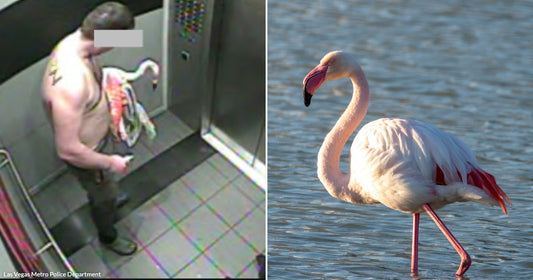 On the left, two men with pixelated faces ride an elevator; on the right, a pink flamingo wades through shallow water.