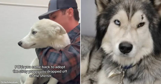 Side-by-side images show a man holding a white stray husky puppy and the dog later grown with gray-and-white fur.