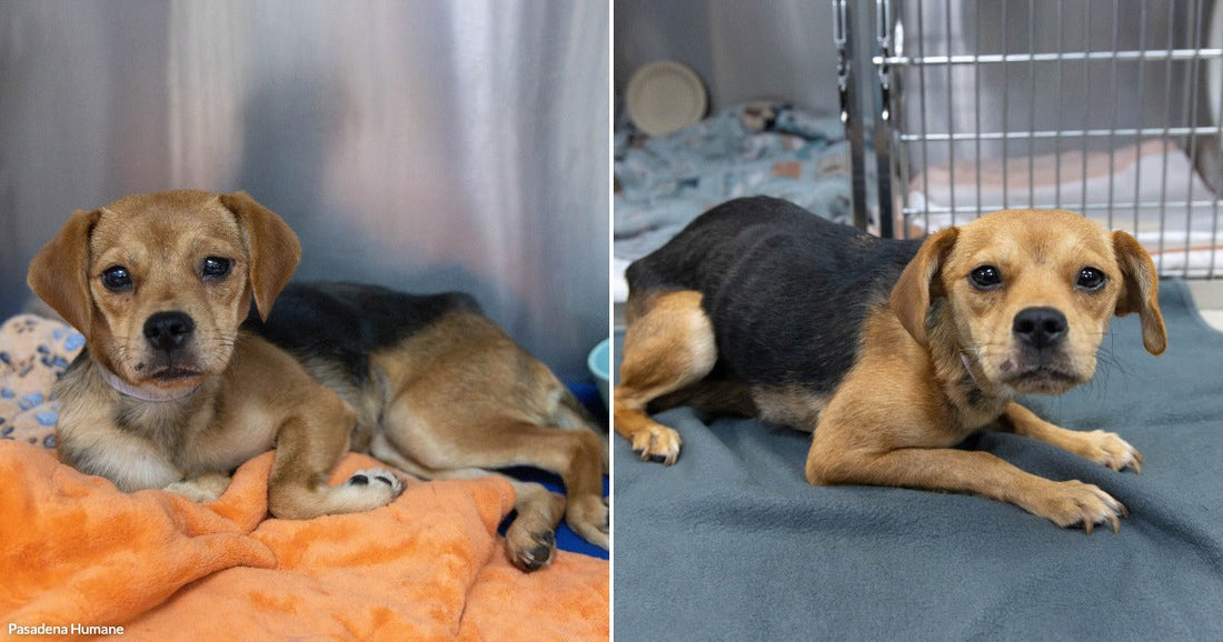 On the left, a small tan-and-black puppy rests on an orange blanket in a shelter kennel; on the right, the same puppy lies on a gray blanket.