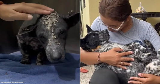On the left, a sick puppy with scaly skin sits on a blue towel while a hand gently pets it; on the right, the same dog, now healthy and fluffy.