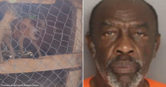 On the left, a dog barks inside a wire cage; on the right, an older man with a gray beard wears an orange shirt.