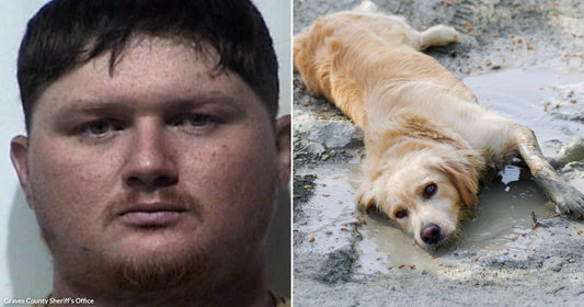 Split image: close-up of a man’s face in a mugshot-style photo beside a golden retriever lying in muddy water, appearing exhausted and dirty.