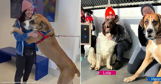 Woman in a beanie smiling as a large Great Dane stands on its hind legs to hug her inside a shelter. Group of shelter staff posing with three dogs labeled Snoopy, Lola, and Henry, smiling together indoors.