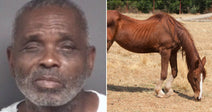On the left, an older man with gray hair and a beard looks forward against a gray background; on the right, a thin chestnut horse grazes on dry grass in.